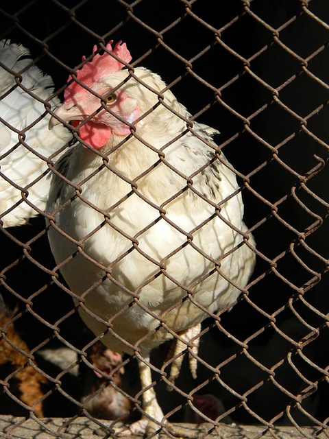 伊之间的较 伊之间的较